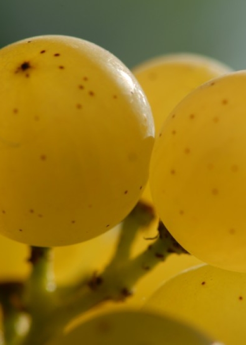 Chardonnay ANT 0936